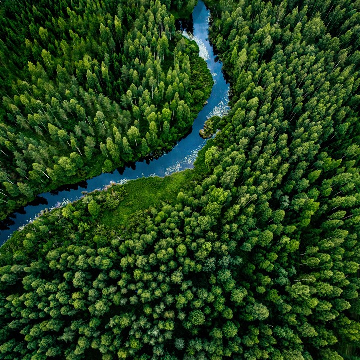 Forest And River
